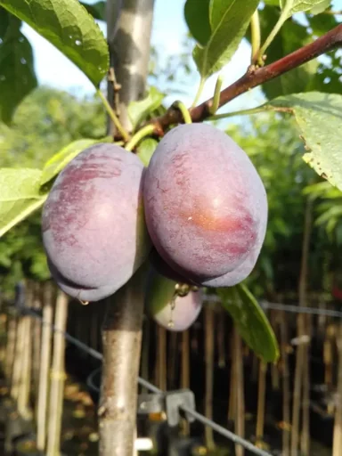 "Pflaume "Jojo" Halbstamm, im 10L-Container, fest und saftig, gut steinlösend, süß-säuerlich image"