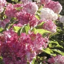 Rispenhortensie Vanille-Fraise - Hydrangea paniculata - 12 L Topf 80-100 cm