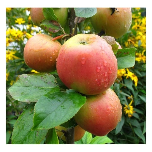 "Apfel "Goldparmäne" Busch, im 10L-Container image"