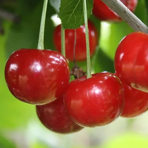 "Zwergsauerkirsche 'Morellini' (Prunus cerasus) – winterharter Obstbaum, im 10-L-Container image"