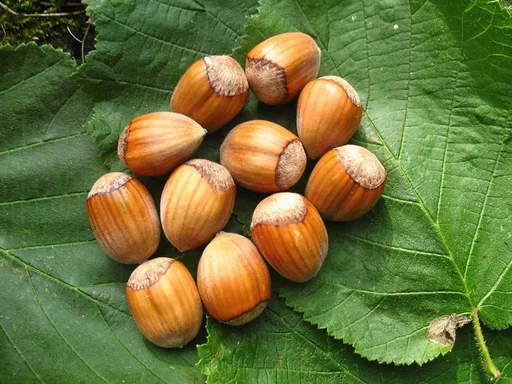 "Haselnuss "Webbs Preisnuss", 7,5L-Container image"