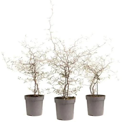 "Zickzackstrauch 3er-Set (Corokia cotoneaster) – Zierstrauch, Höhe ca. 30–40 cm image"
