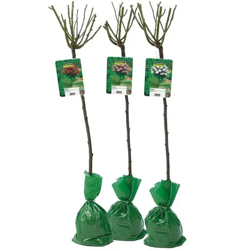 "Flower-up Standard Rosen XXL Farbmix - 3 Stück - 120-140 cm - (1 x Rot, Rosa & Weiß) image"