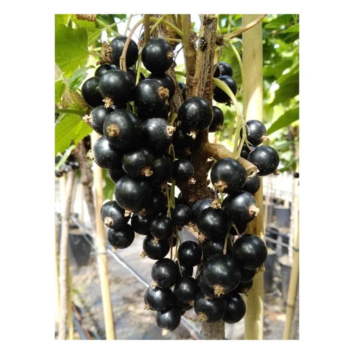 "Johannisbeere schwarz 'Titania' (Ribes nigrum) – winterharte Beerenobst-Pflanze, als Busch, im 3,5-L-Container image"