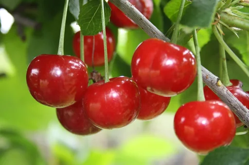 "Sauerkirsche "Morellenfeuer" Halbstamm, im 10L-Container, große, weiche und saure Kirsche image"