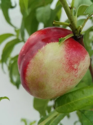 "Aprikose "Early Orange", 10L-Container, frühreifend, gut steinlösend gesund im Wuchs, ausreichend frosthart image"