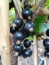 Johannisbeere schwarz "Ojebyn" Hochstamm, im 4L-Container