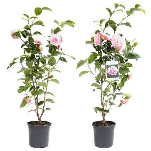 "Kamelie 2er-Set (Camellia japonica) – bedingt winterharter Blütenstrauch, XL-Strauch image"