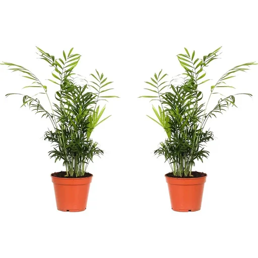 "Bergpalme 2er-Set (Chamaedorea elegans) – pflegeleichte Zimmerpflanze, Höhe ca. 50–60 cm image"