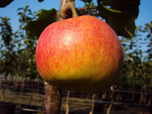 "Apfel "Rebella" Busch, im 10L-Container image"
