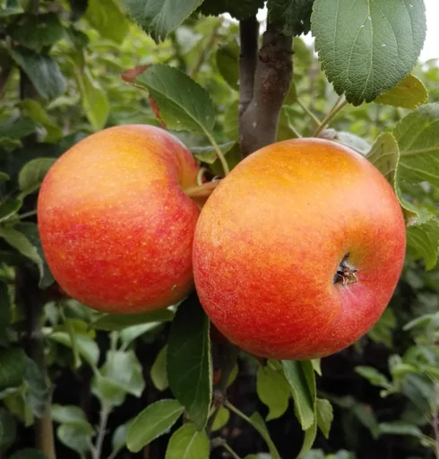 "Apfel "Alkmene" Busch, im 10L-Container image"