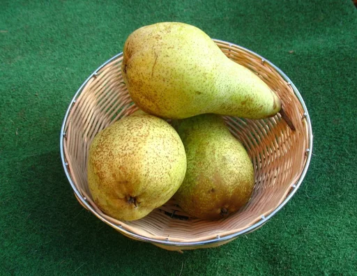 "Birne "Abate Fetel" Busch, im 10L-Container, mildes, schmelzendes, fruchtiges Aroma image"