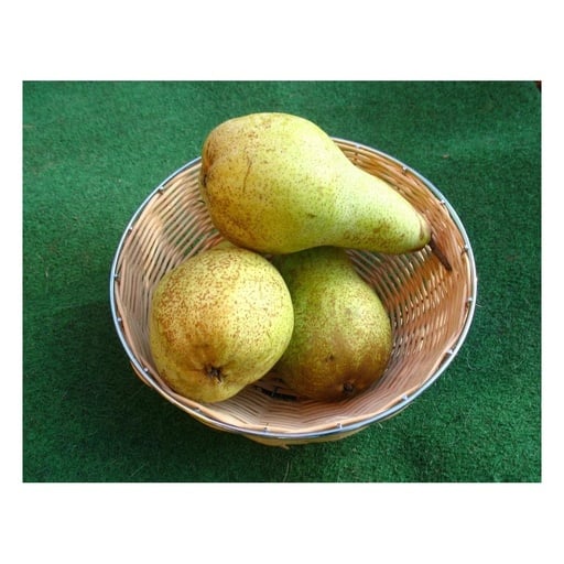 "Birne "Abate Fetel" Busch, im 10L-Container, mildes, schmelzendes, fruchtiges Aroma image"