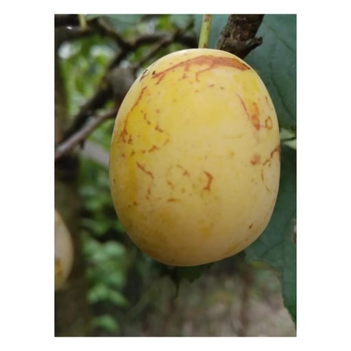 "Mirabelle "Bellamira" Busch, im 10L-Container, saftig gut steinlösend image"