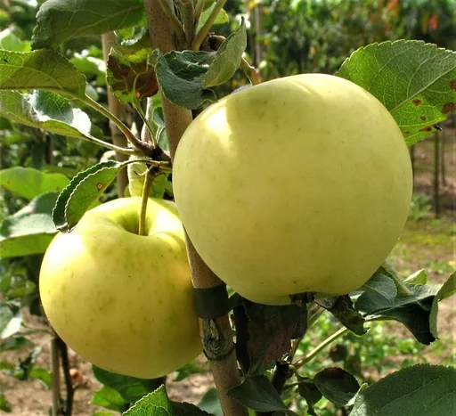 "Apfel "Weißer Klarapfel" Spindelbusch, im 5L-Conatiner image"