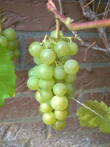 "Weinrebe 'Phoenix' (Vitis vinifera) – winterharte Kletterpflanze, im 3,5-L-Container image"