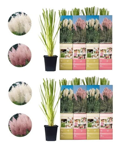 "Flower-up Set aus 8 Pampasgras-Pflanzen 30-40 cm image"