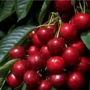 Süßkirsche "Sunburst" Halbstamm, im 10L-Container, sehr hoher Saftgehalt, süß