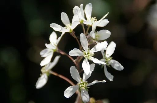 "Kupferfelsenbirne Amelanchier lamarckii - 7.5 L Topf 80-100 cm image"