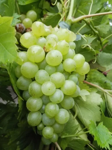 "Weinrebe 'Lakemont' (Vitis vinifera) – winterharte Kletterpflanze, im 5-L-Container image"