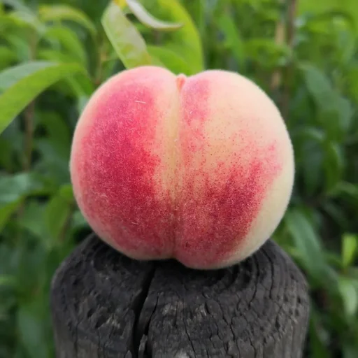 Pfirsich 'Früher Roter Ingelheimer'