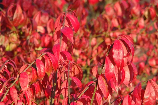 "Flügelspindelstrauch Euonymus alatus - 12 L Topf 80-100 cm image"