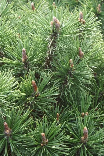 "Kugel-Kiefer, Pinus mugo "Mops", 7,5 Liter Topf, 30-40 cm hoch image"