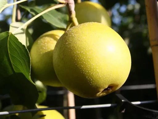 "Nashibirne "Nijiseiki" Busch, im 10L-Container, festes, saftiges Fruchtfleich mit süßsäuerlichem Geschmack image"