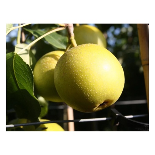 "Nashibirne "Nijiseiki" Busch, im 10L-Container, festes, saftiges Fruchtfleich mit süßsäuerlichem Geschmack image"
