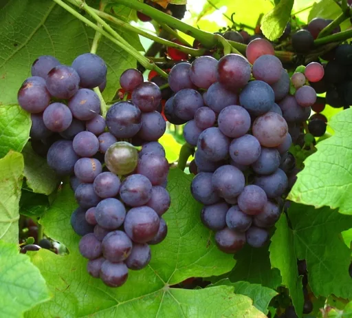 Weinrebe Vanessa, 5L-Container, große rosa Beeren