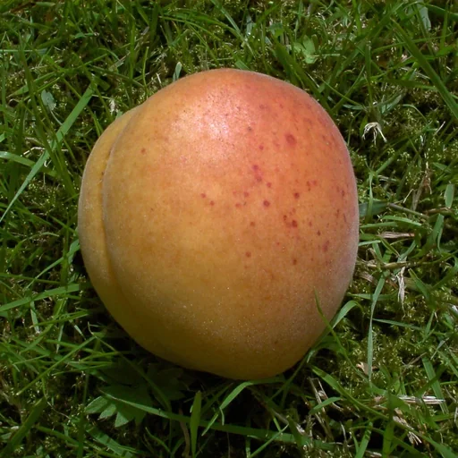 "Marille "Klosterneuburger", 7,5L-Container, große süße Früchte image"