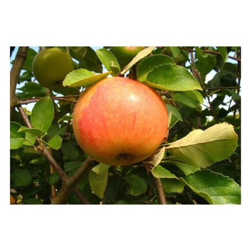 "Apfel "James Grieve" Busch im 10L-Container image"