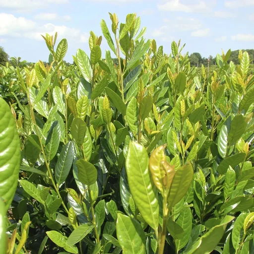 "Kirschlorbeer 'Diana' (Prunus laurocerasus) – winterharter immergrüner Strauch, im 7-L-Container, Höhe ca. 60–80 cm image"