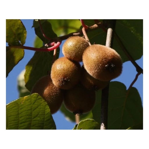 "Kiwi "Hayward", 3,5L-Container image"
