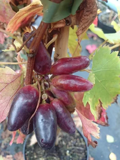 "Weinrebe 'Souvenir' (Vitis vinifera) – winterharte Kletterpflanze, im 3,5-L-Container image"