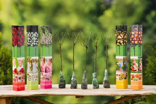 "Aufblühendes Set mit 5 Mini-Standard-Rosen 55-70 cm image"