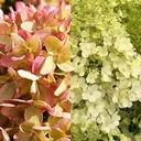 Rispenhortensie, Hydrangea pan. "Bobo" + "Little Lime'", 4,6L Topf, 30- 40 cm hoch, 2 Stück im Set