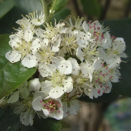 "Apfelbeere Aronia melanocarpa - 12 L Topf 80-100 cm image"