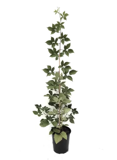 "Brombeere "Asterina", 3,5L-Container image"