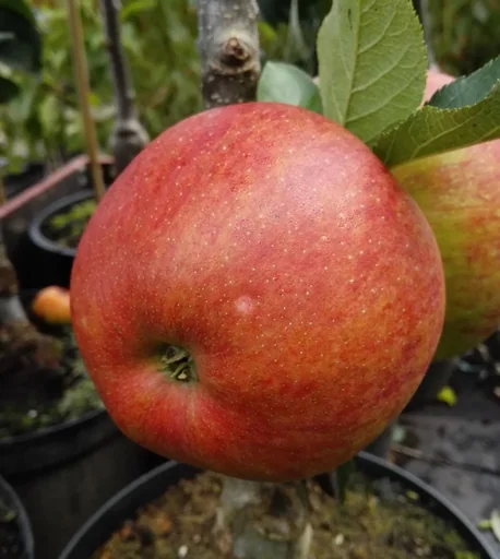 "Säulenapfel "Rondo", 7,5L-Container, fest, knackig und sehr saftig, säuerlich-süßer Geschmack image"