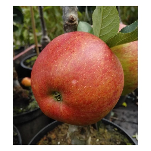 "Säulenapfel 'Rondo' (Malus domestica) – winterhartes Obstgehölz, im 7,5-L-Container image"