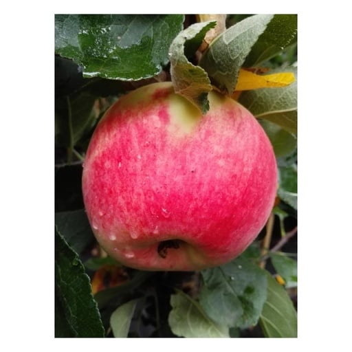 "Apfel 'Piros' (Malus domestica) – winterhartes Obstgehölz, als Busch, im 10-L-Container image"
