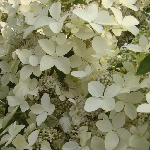 "Rispenhortensie Confetti - Hydrangea paniculata - 12 L Topf 80-100 cm image"