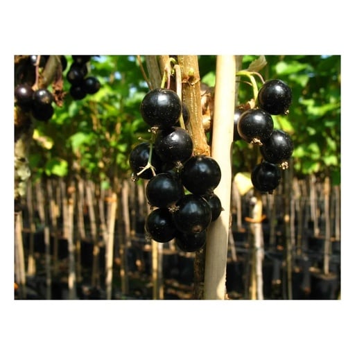 "Johannisbeere schwarz "Bona" Busch, im 3,5L-Container image"