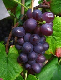 Weinrebe 