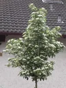 Apfeldorn Carrierei - Crataegus lavallei - 7 L Topf 80-100 cm