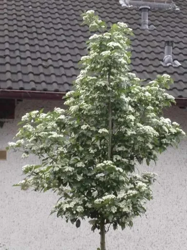 "Apfeldorn Carrierei - Crataegus lavallei - 7 L Topf 80-100 cm image"