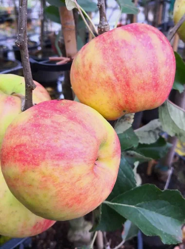 "Apfel "Karneval" Busch, im 10L-Container image"