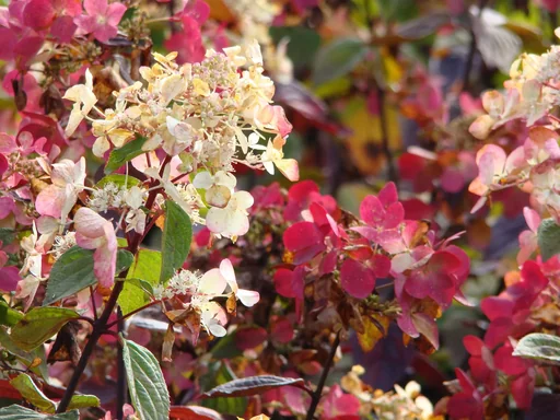 "Rispenhortensie "Pinky Winky", Hydrangea paniculata, 4,6 Liter Topf, 40- 60 cm hoch, 2er-Set image"