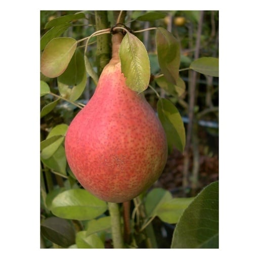"Birne "Clapps Liebling" Busch, im 10L-Container, saftiges, schmelzendes Fruchtfleisch, süßer Geschmack image"